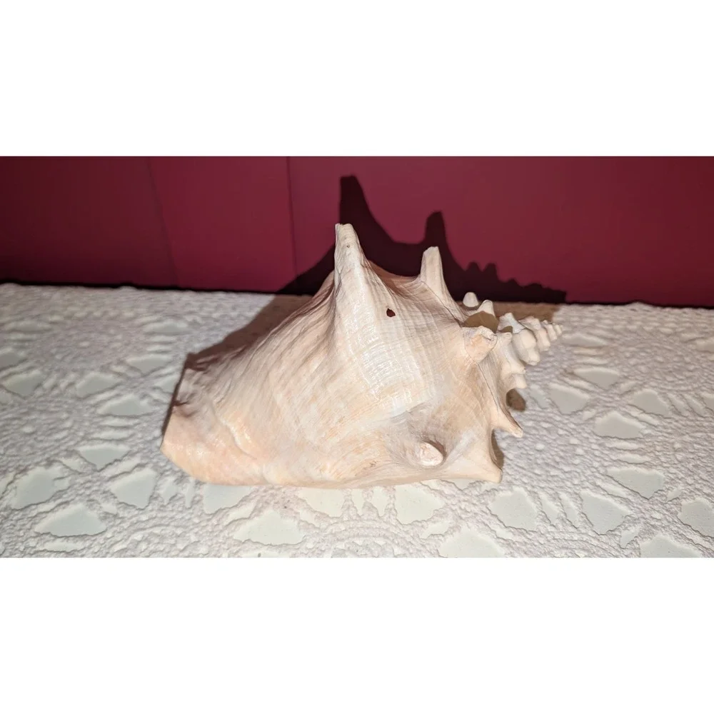8" Queen Conch Shell Natural Pink Beige Clean Large, Small Hole, Beautiful Pink - Picture 4 of 9